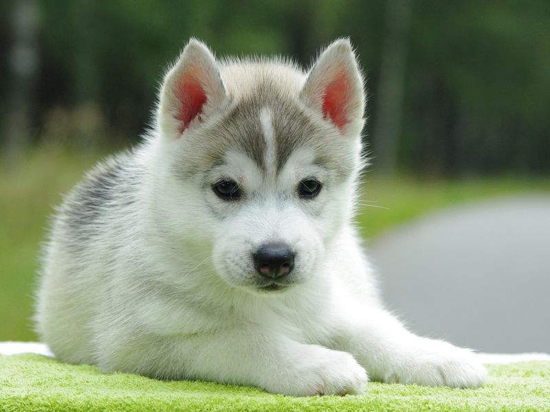 Husky Husky