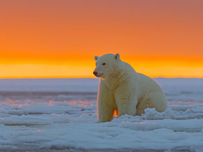 Polar Bear Polar Bear